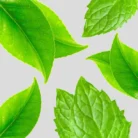 HerbalEssencesDailyDetoxShineWhiteTea_MintShampoo400mlP2